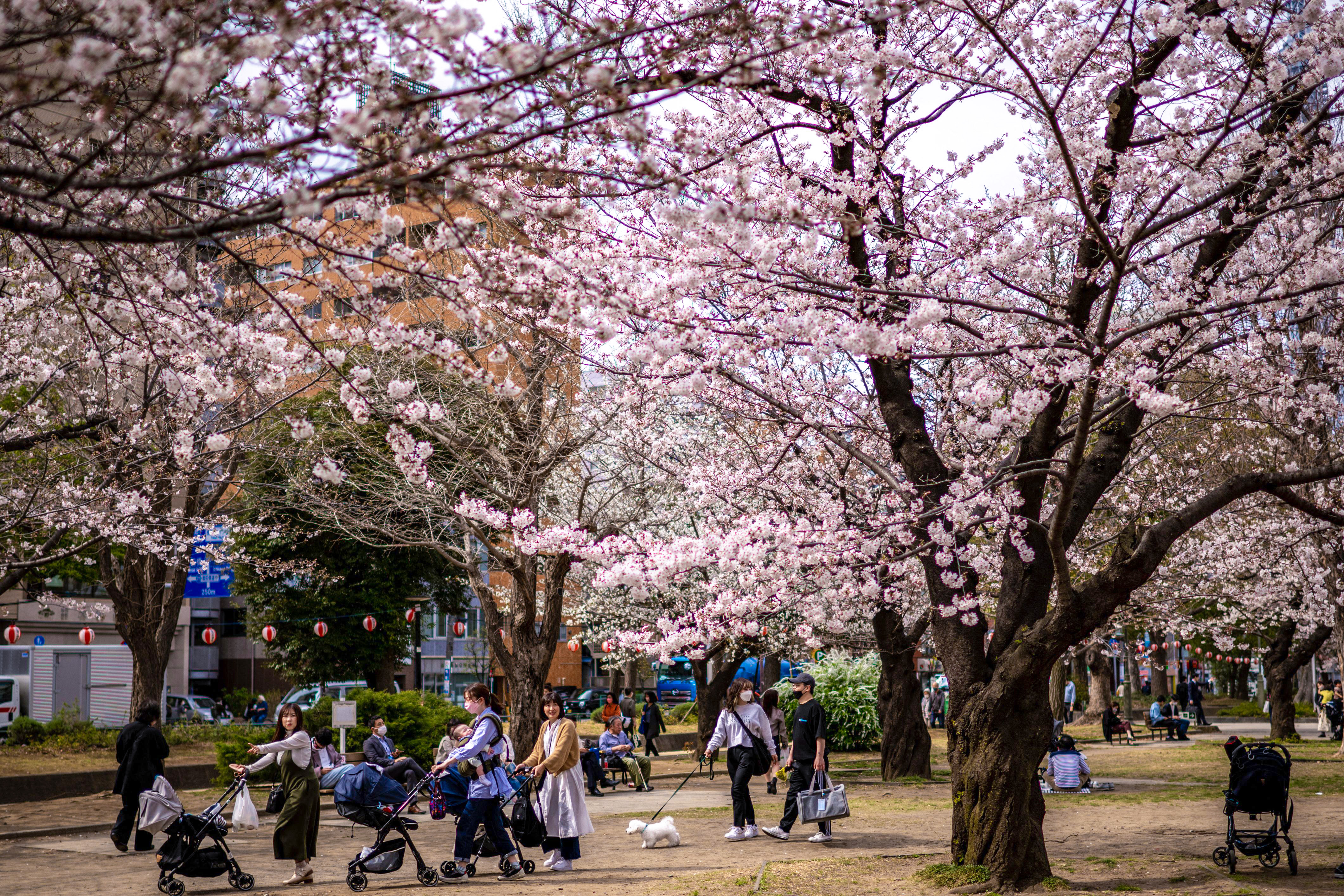 People walk under cherry blossoms in full bloom at a park in the Sumida district of Tokyo on March 22, 2023. (Photo by Philip FONG / AFP) (Photo by PHILIP FONG/AFP via Getty Images)