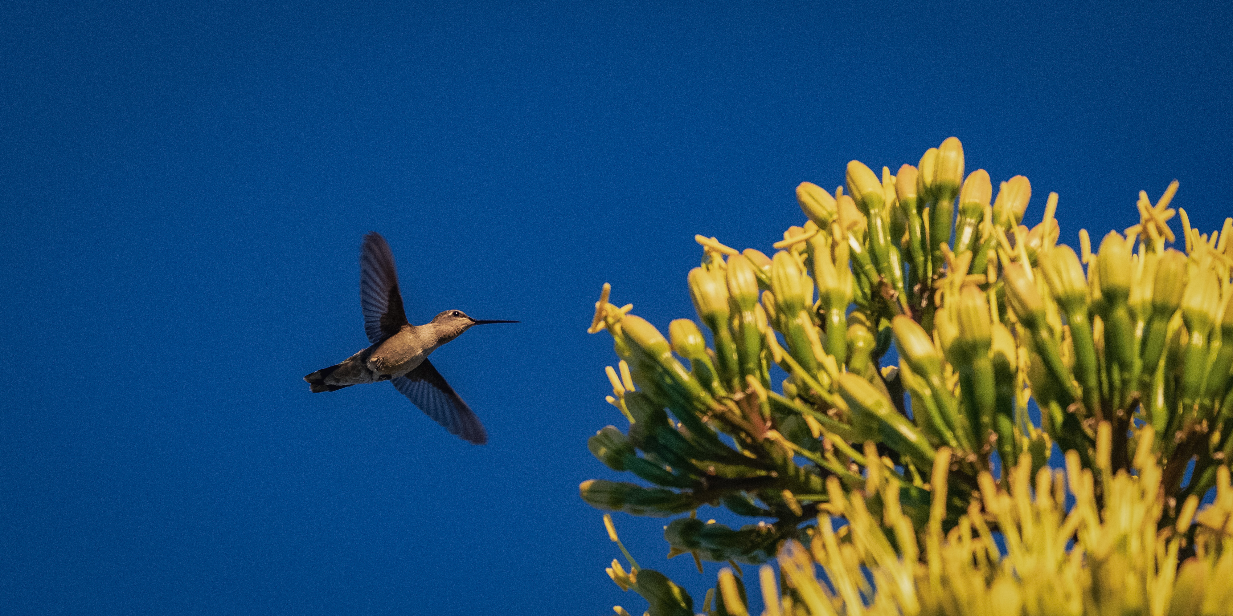 A hummingbird visits a blooming yucca plant in the Borderlands Wildlife Preserve in Patagonia, Arizona, on June 20, 2023. Credit: Molly Peters for The Intercept